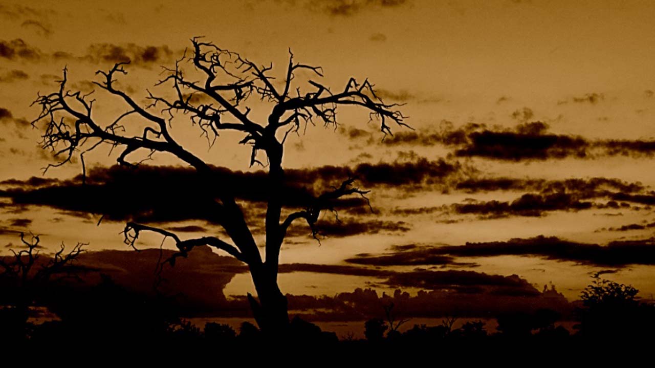 Tracking Safaris in the Kalahari