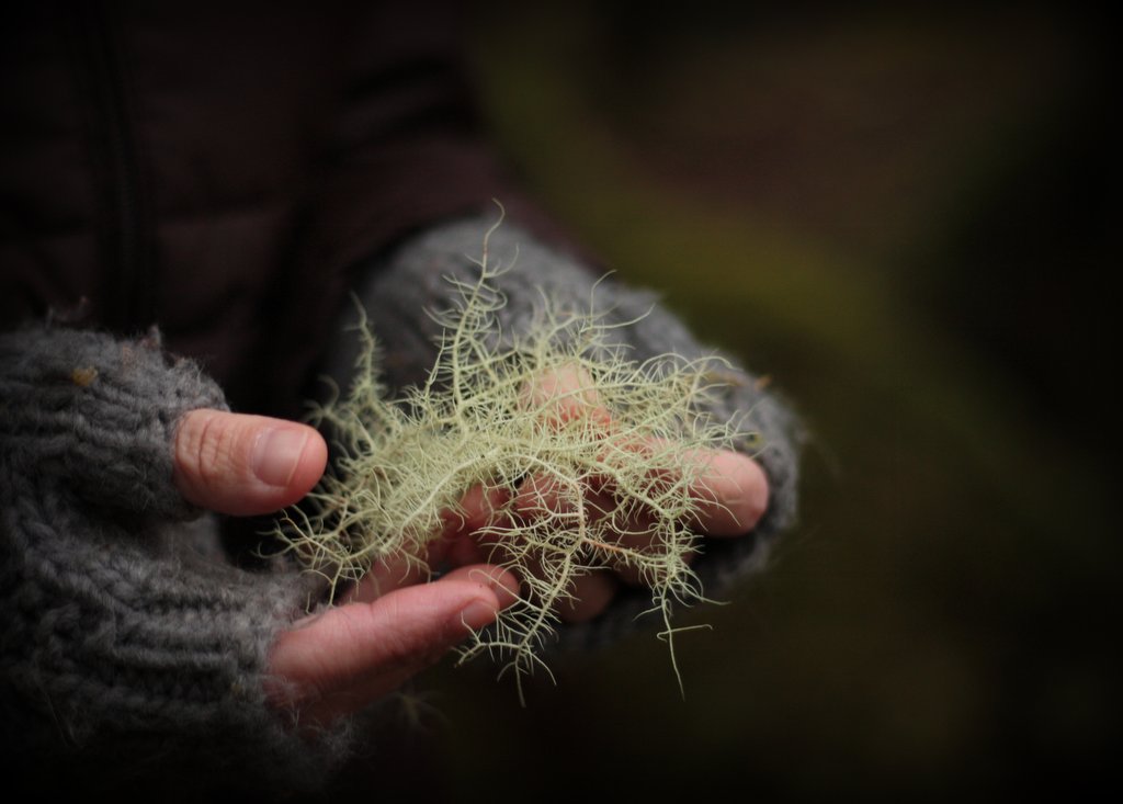 Herbal Focus: Usnea Lichen  (Usnea barbata)