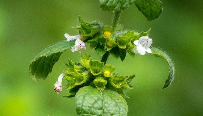 Ask Dr. Nicole: What are the best herbal remedies for anxiety?