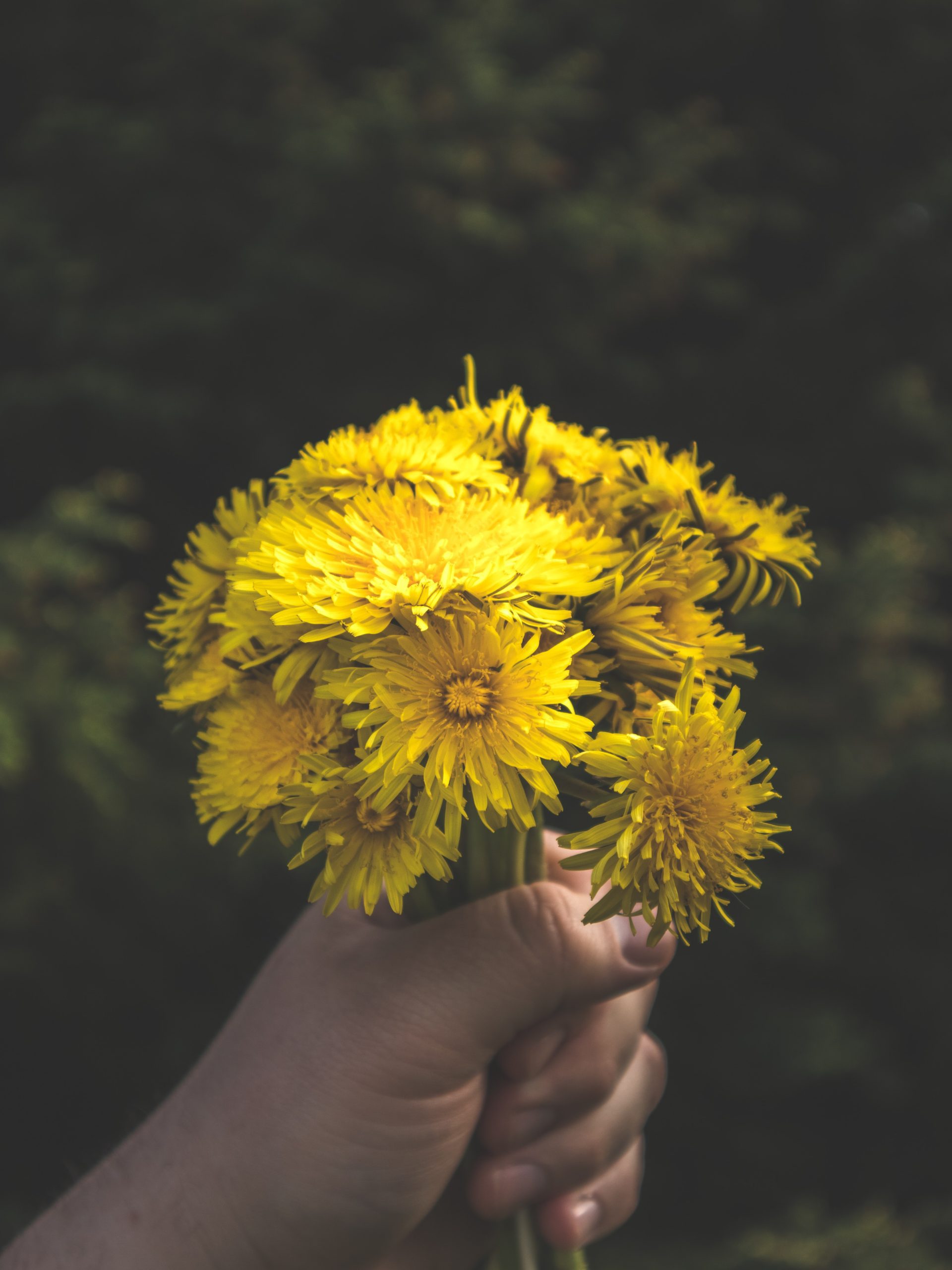 Dandelion flower bunch - Credit: Anthony Vela