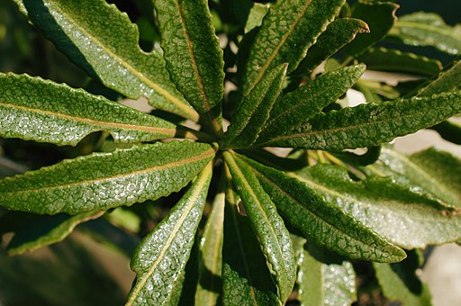 Yerba Santa - Levi Clancy / CC BY-SA