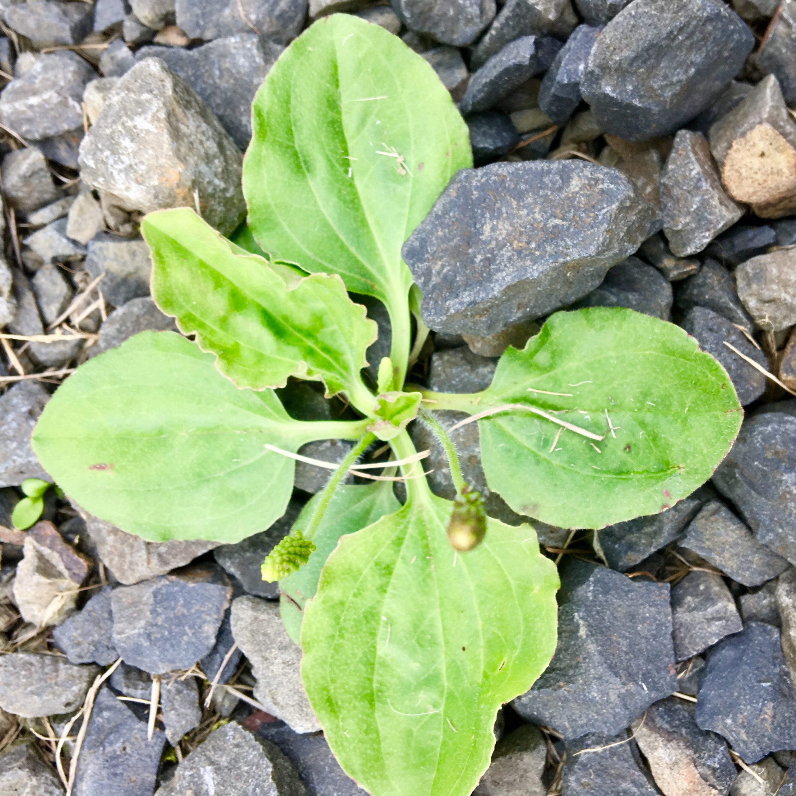 Plantain leaves