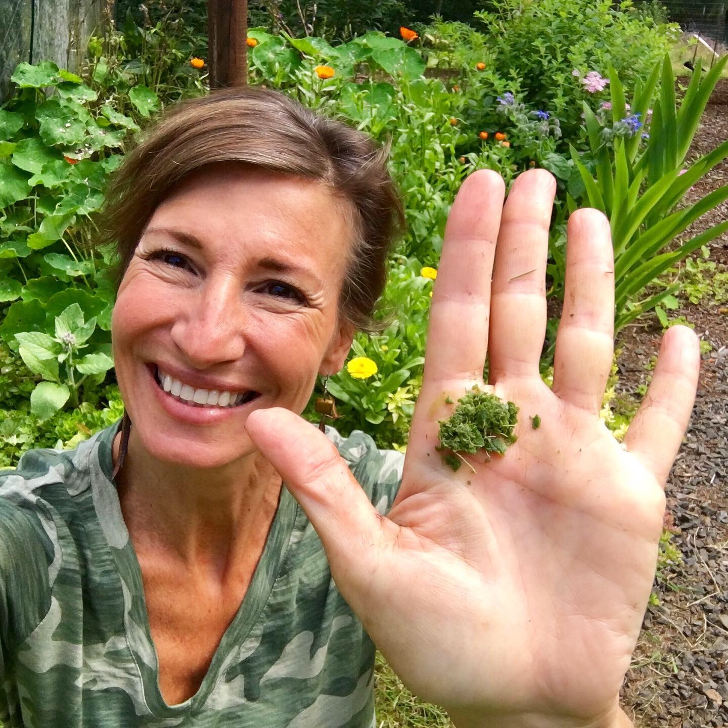 Herbal Focus: Plantain (Plantago major and P. lanceolata )