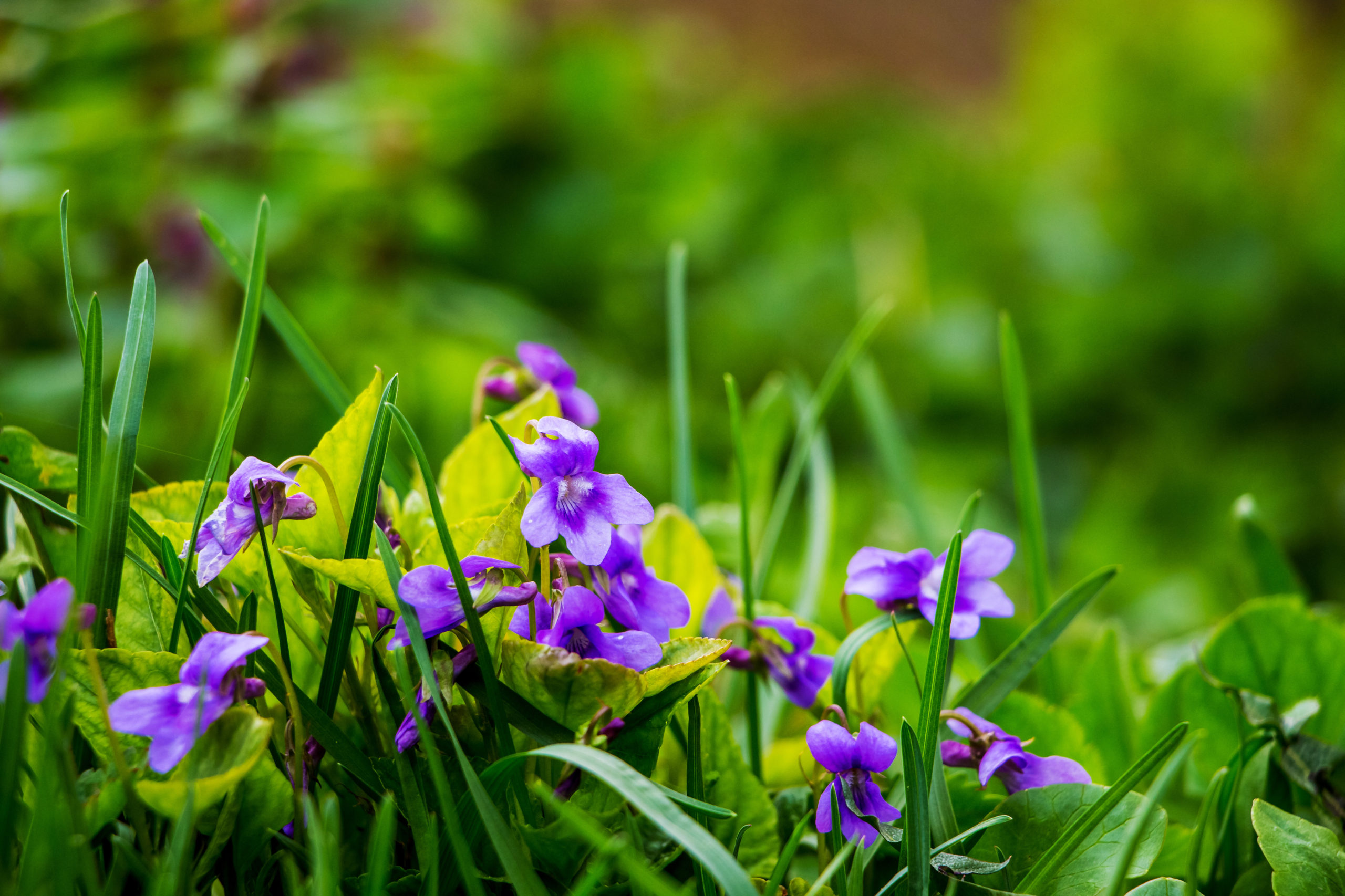 Violet flowers are delicious in a salad
