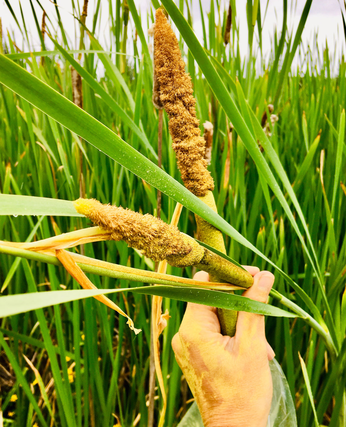 Cattail-pollen Nicole Apelian's Edible Plant Focus: Cattails