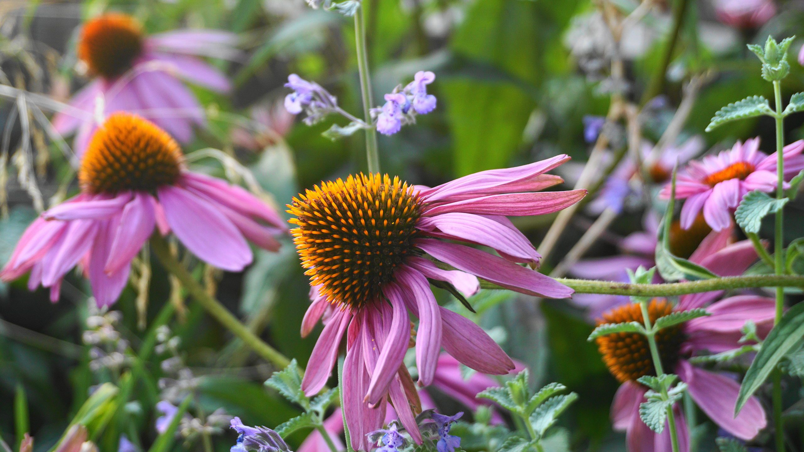 Bright and show purple Echinacea purpurea and mentha flowers meadow close up. A Medicinal Backyard Kit for Starting a Small Backyard Pharmacy
