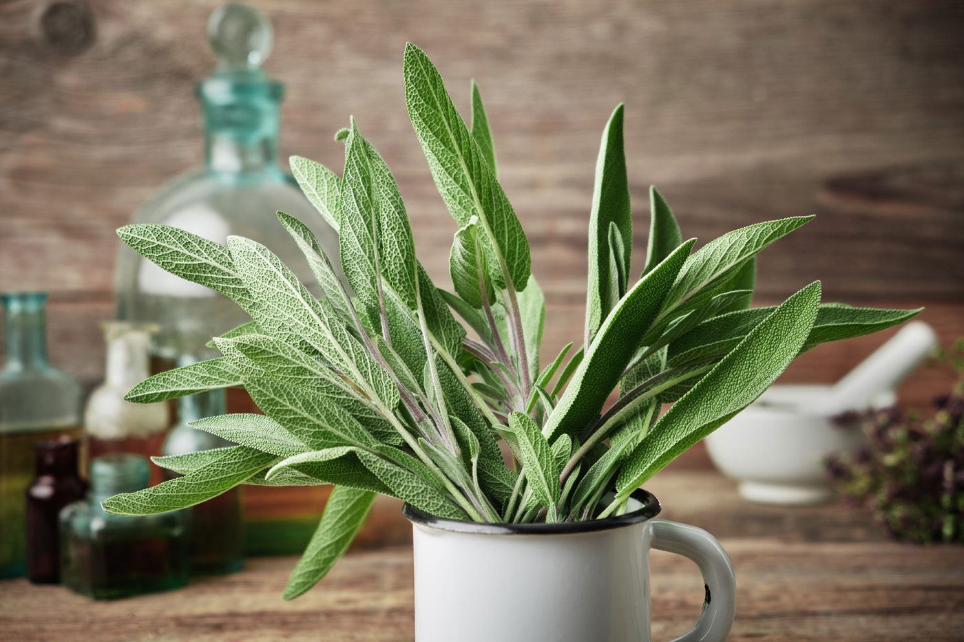 medicinal-garden-kit-3 Fresh sage