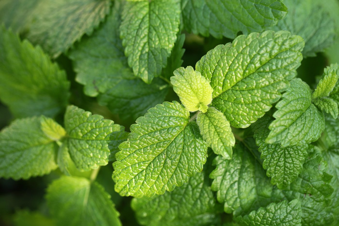 Herbal Focus: Lemon Balm <span class="latin">(Melissa officinalis) </span>