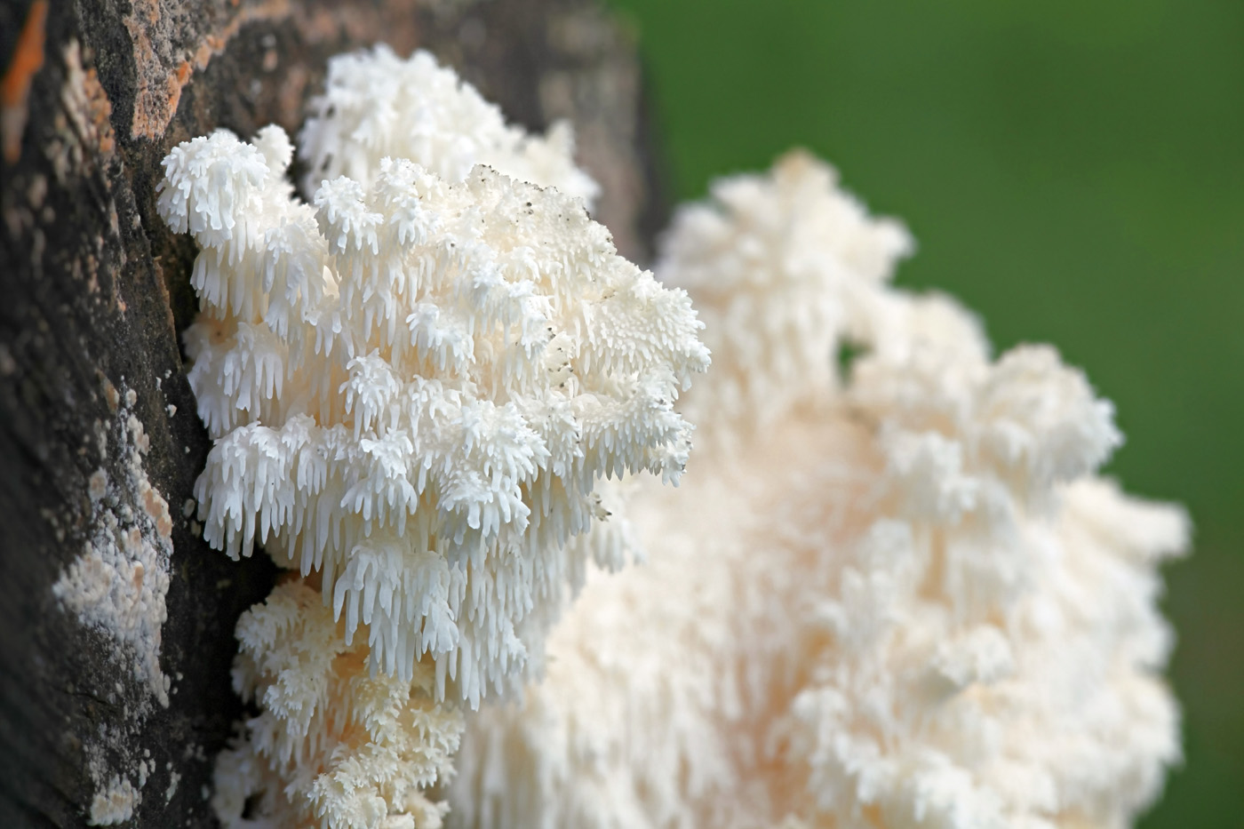 medicinal-garden-kit-3 Lion's mane mushrom