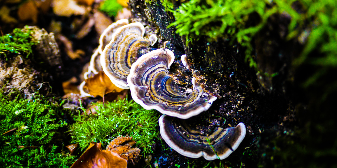 medicinal-garden-kit-3 Turkey Tail mushrooms
