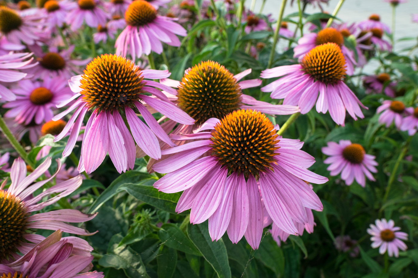 Suffering from autoimmunity? Avoid these popular herbs