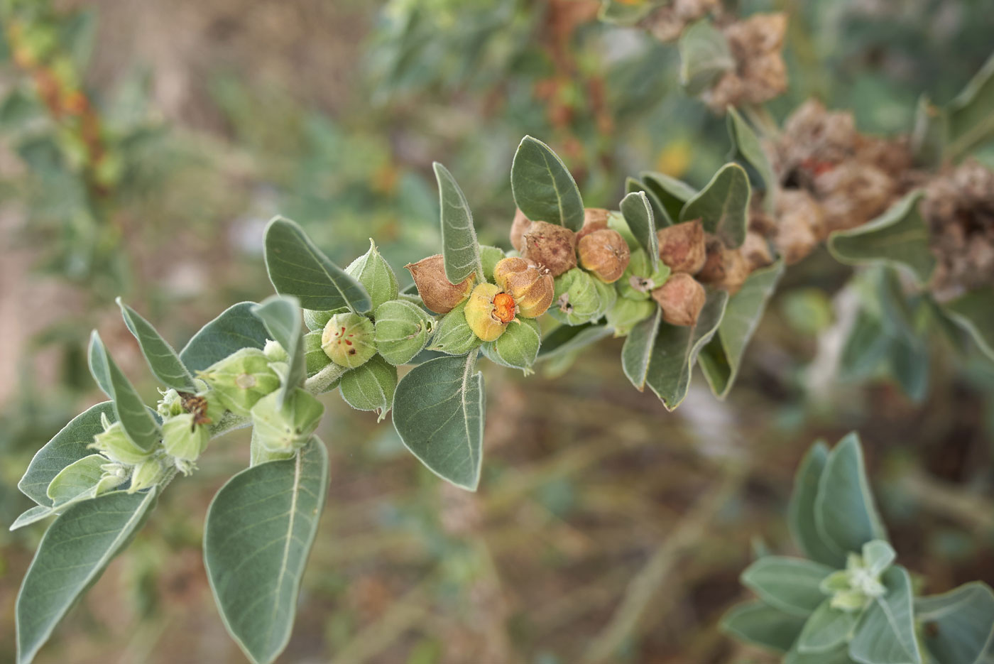 Herbal Focus: Ashwagandha (Withania somnifera)