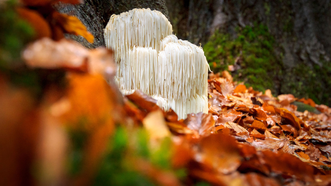 Herbal Focus: Lion’s Mane Mushroom (Hericium erinaceus)