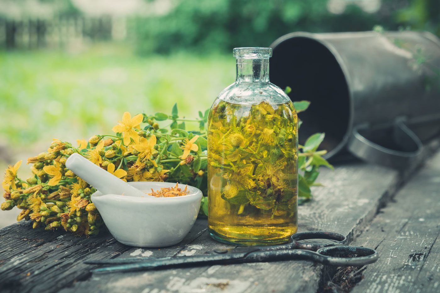Herbal Focus: St. John’s Wort (Hypericum perforatum)
