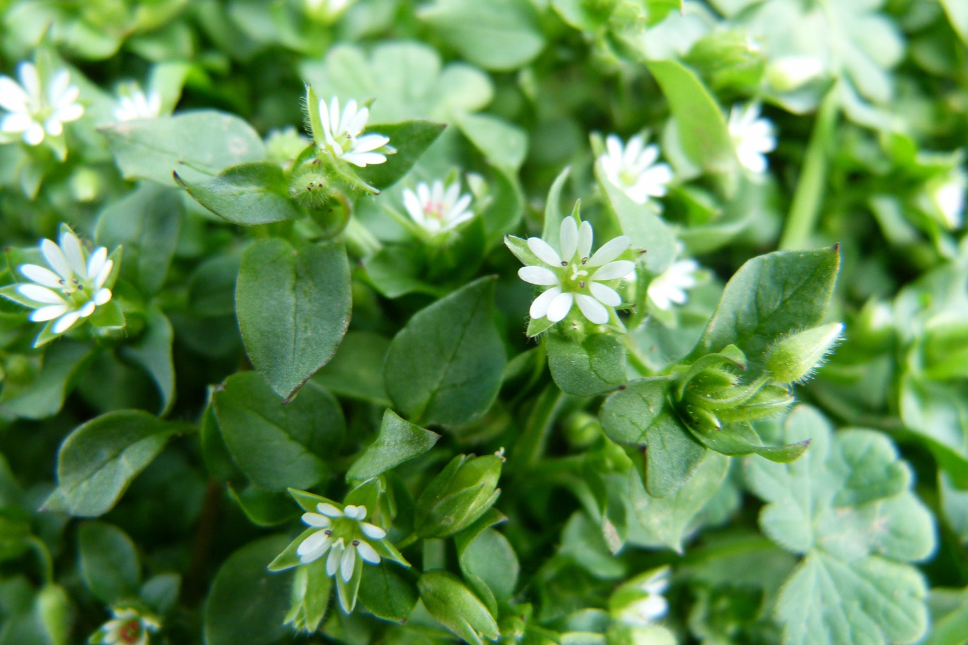 Chickweed Stellaria media