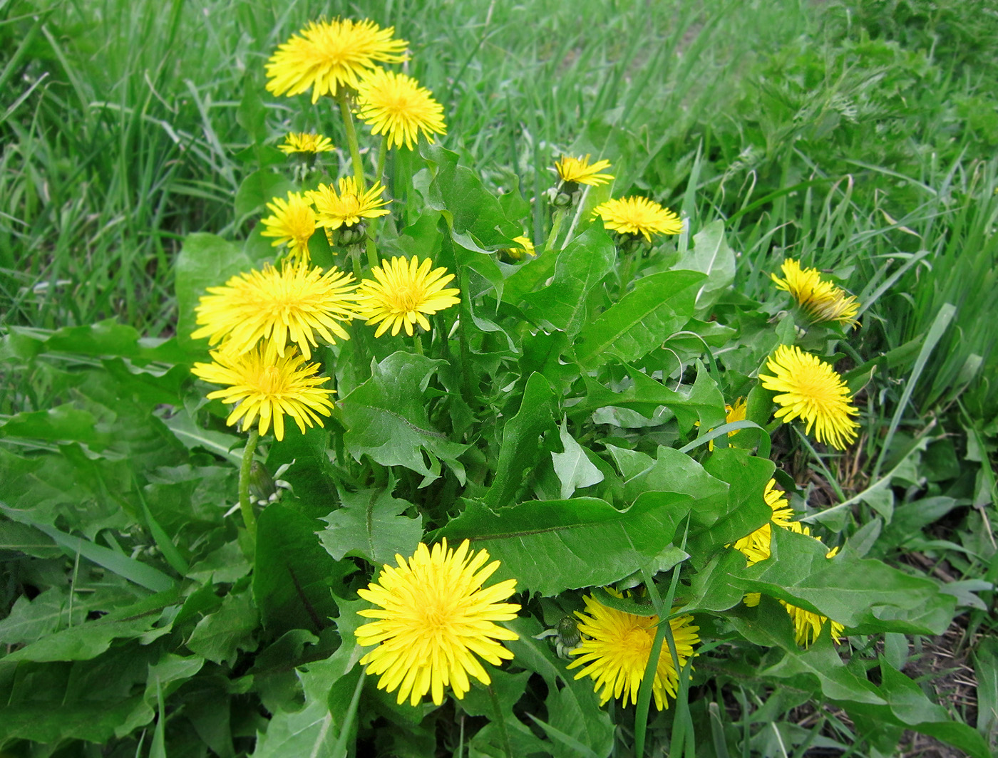 Dandelion Taraxacum officianale