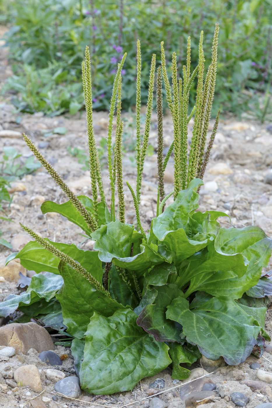Plantain Plantago major