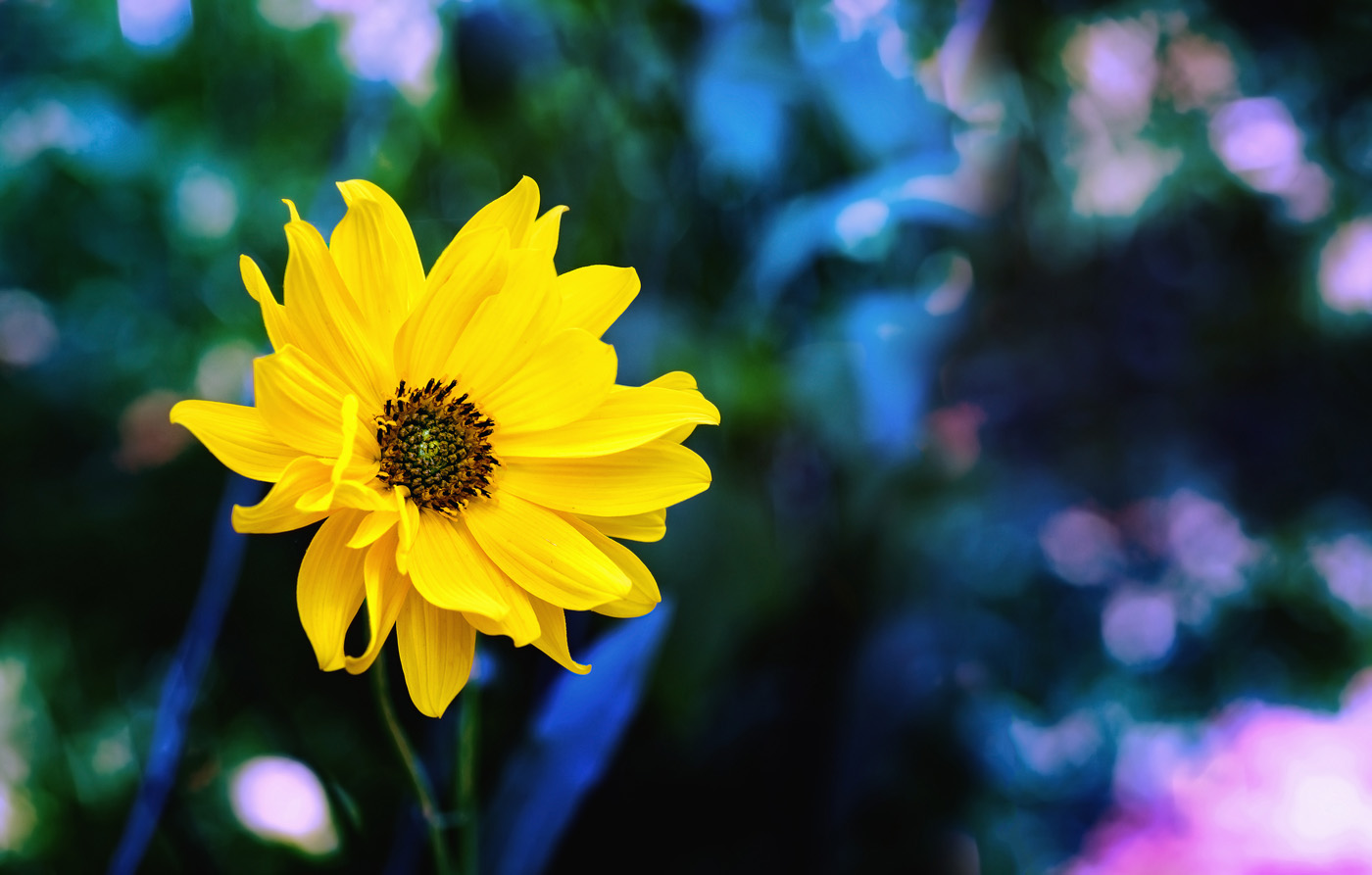 Arnica flower