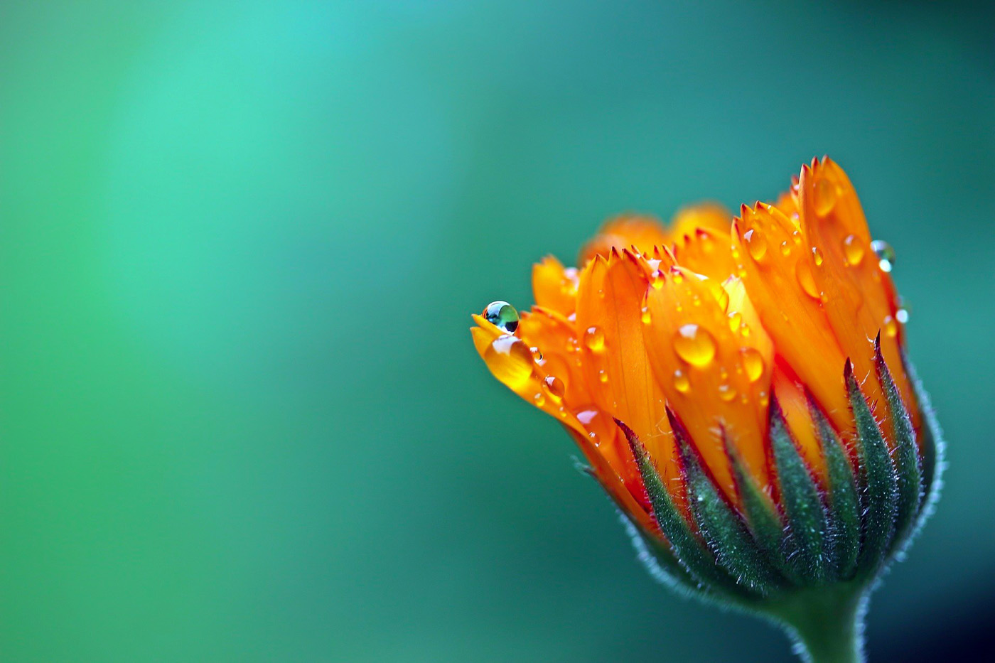 calendula flower