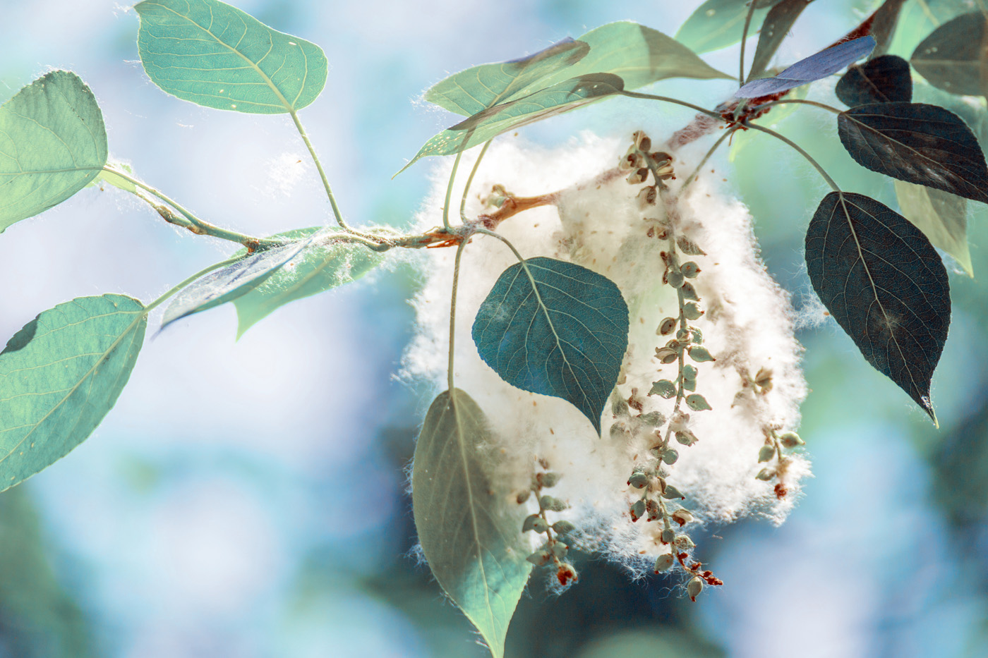 cottonwood