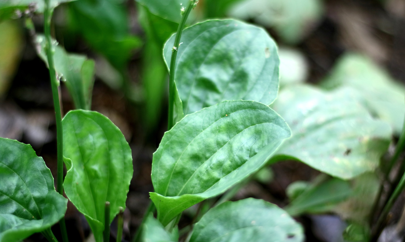 Plantago major leaves