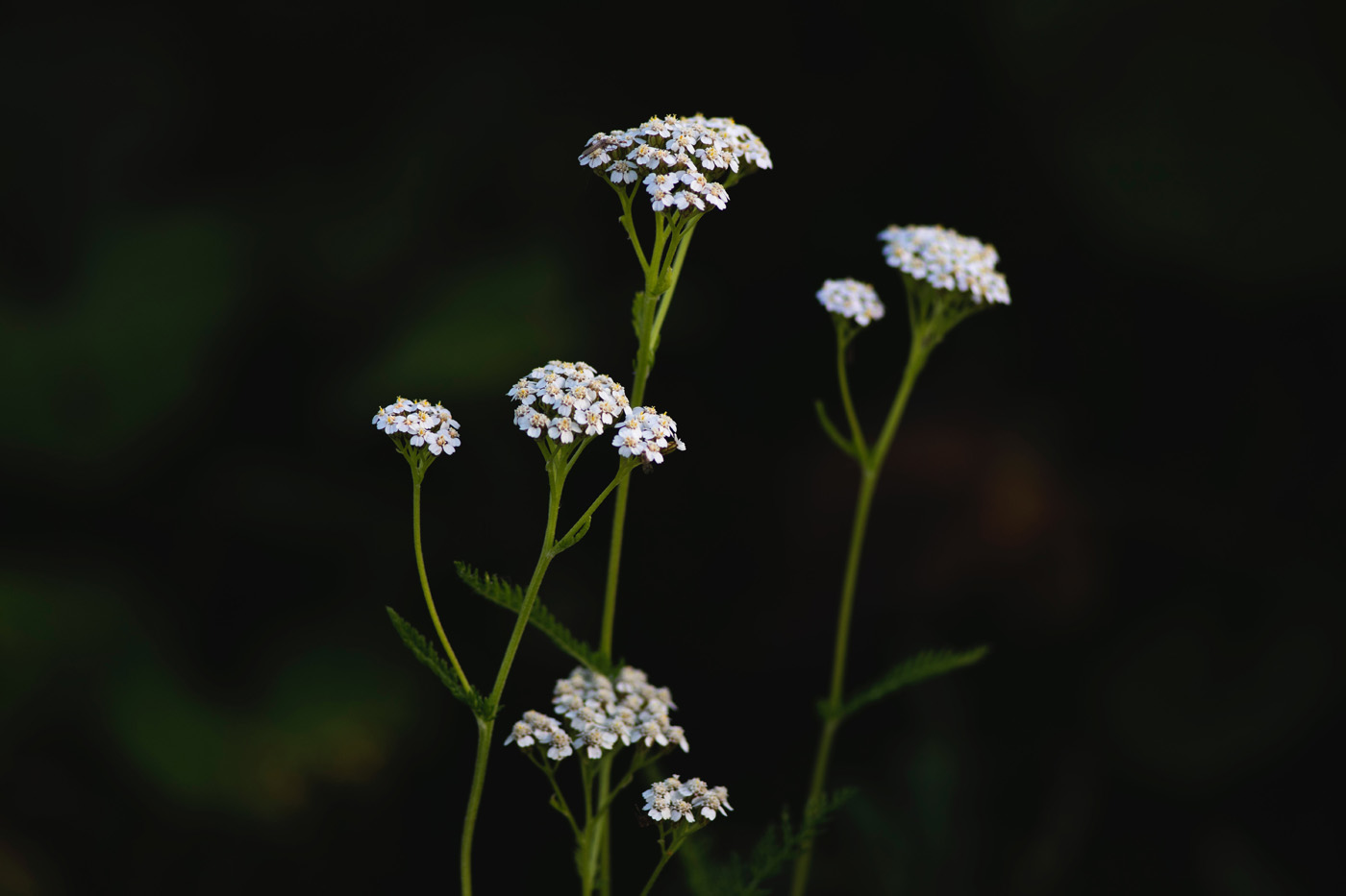 yarrow