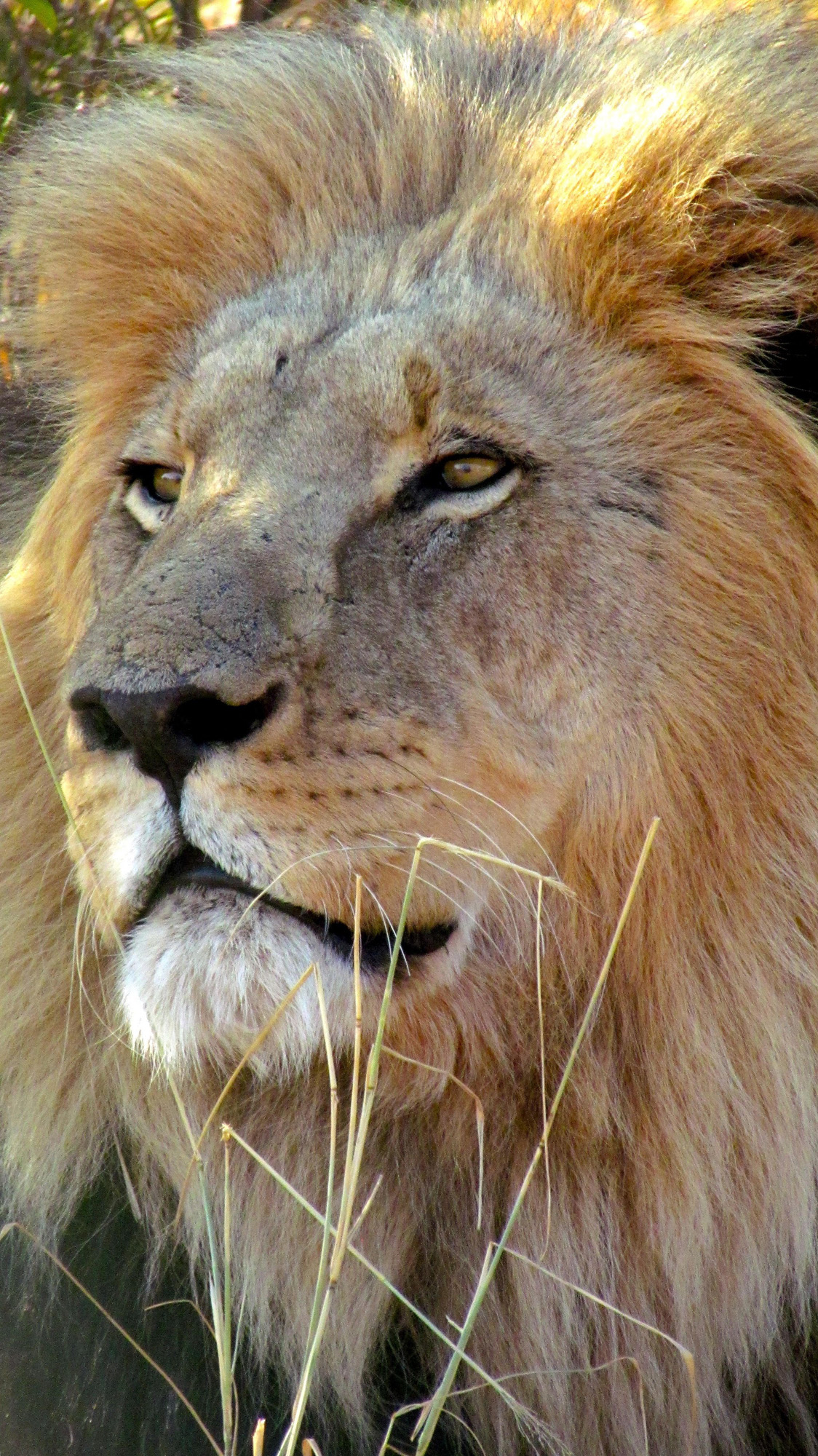 Lion