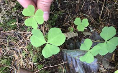 Cooking on the Wild Side: Ideas & Inspiration for Foraged Fare Year-Round