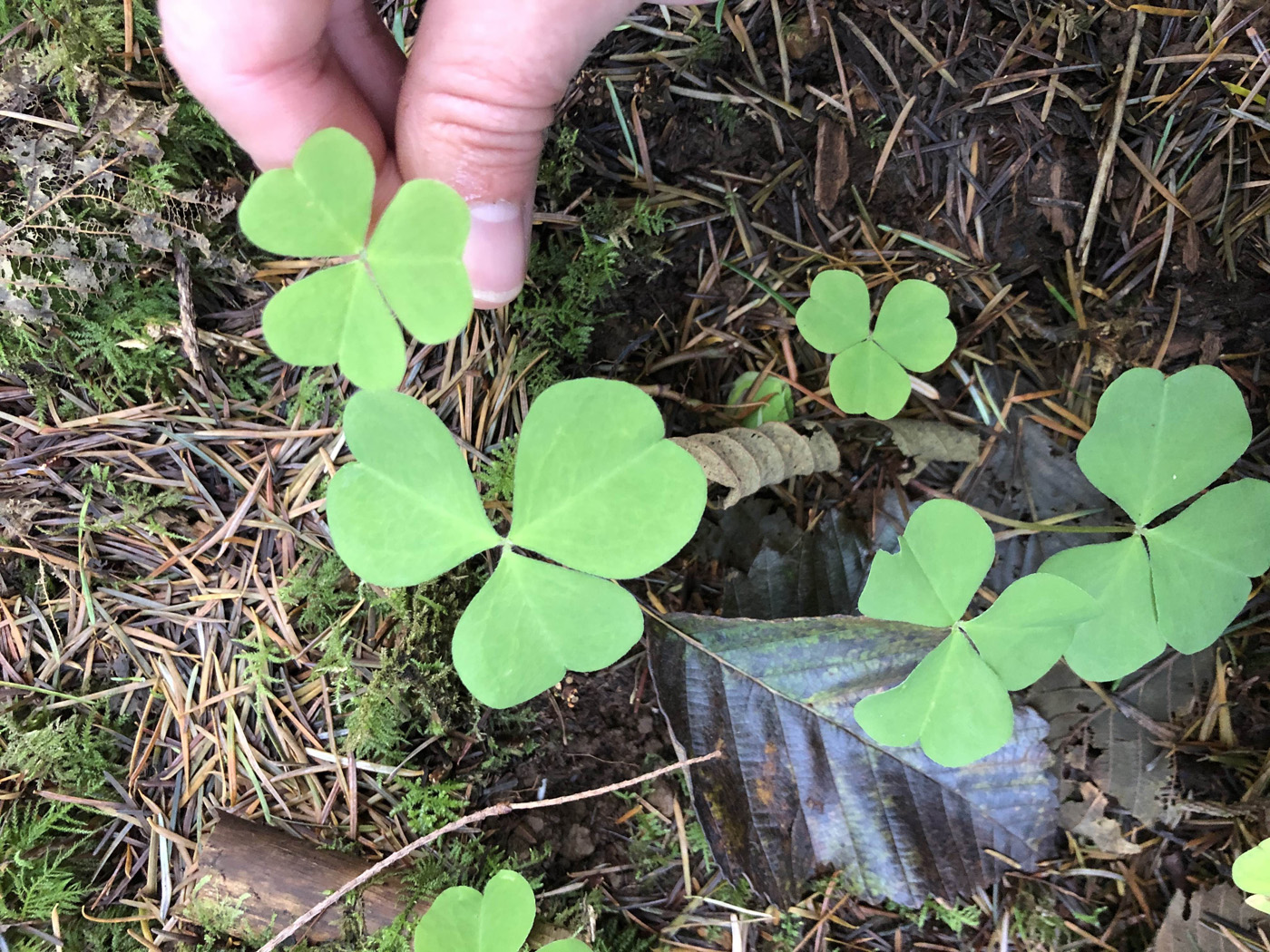 Cooking on the Wild Side: Ideas & Inspiration for Foraged Fare Year-Round
