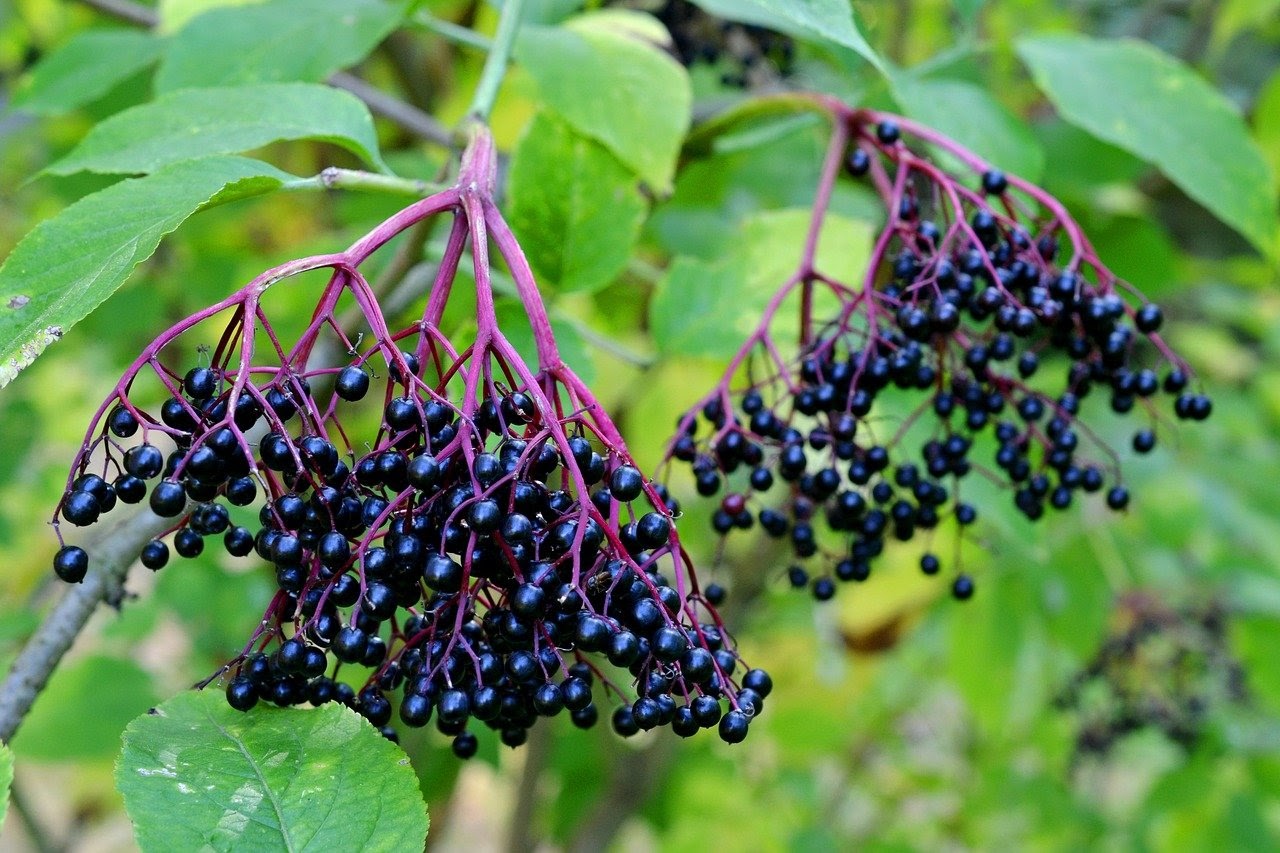 Nicoles Apothecary Bronchial Blend tincture black and blue elderberry