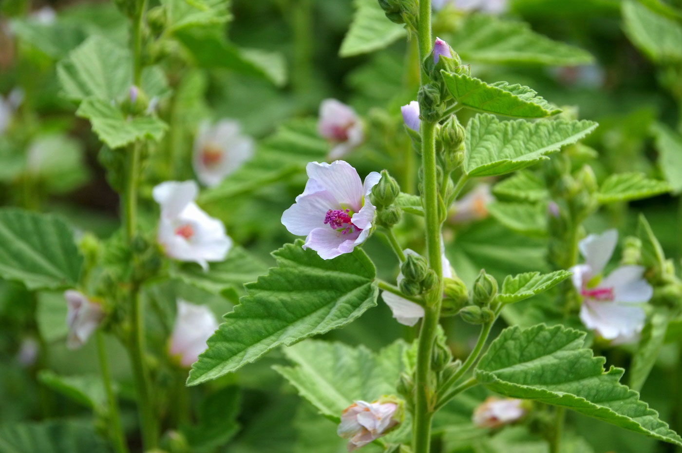 Herbal Focus: Marshmallow (Althaea officinalis)