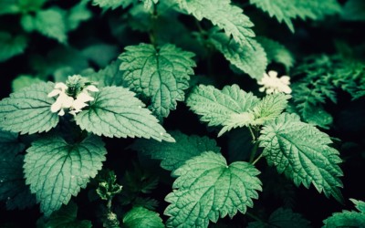 Herbal Focus: Stinging Nettle  (Urtica dioica)