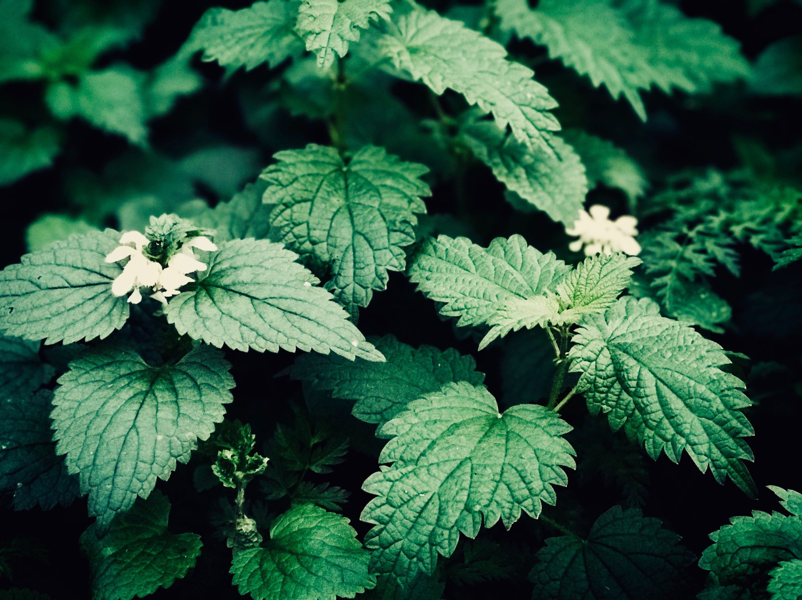 Herbal Focus: Stinging Nettle <span class="latin">(Urtica dioica)</span>