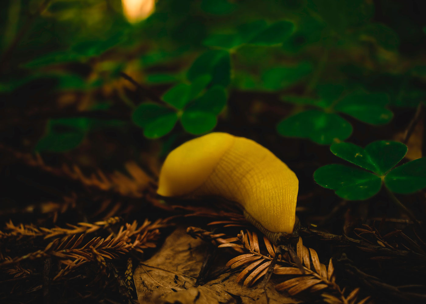Wild Foods 101: Safely Foraging Edible Plants and Creatures
