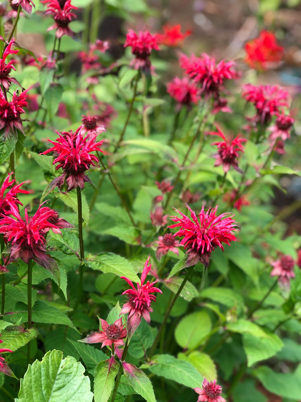 foraging-101-bee-balm foraging 101 bee balm