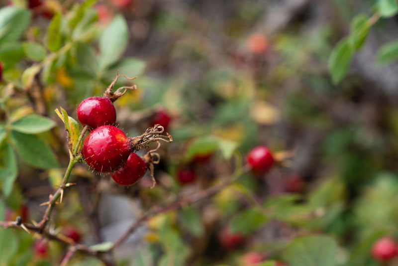 foraging-101-rose-hips foraging 101 rose hips