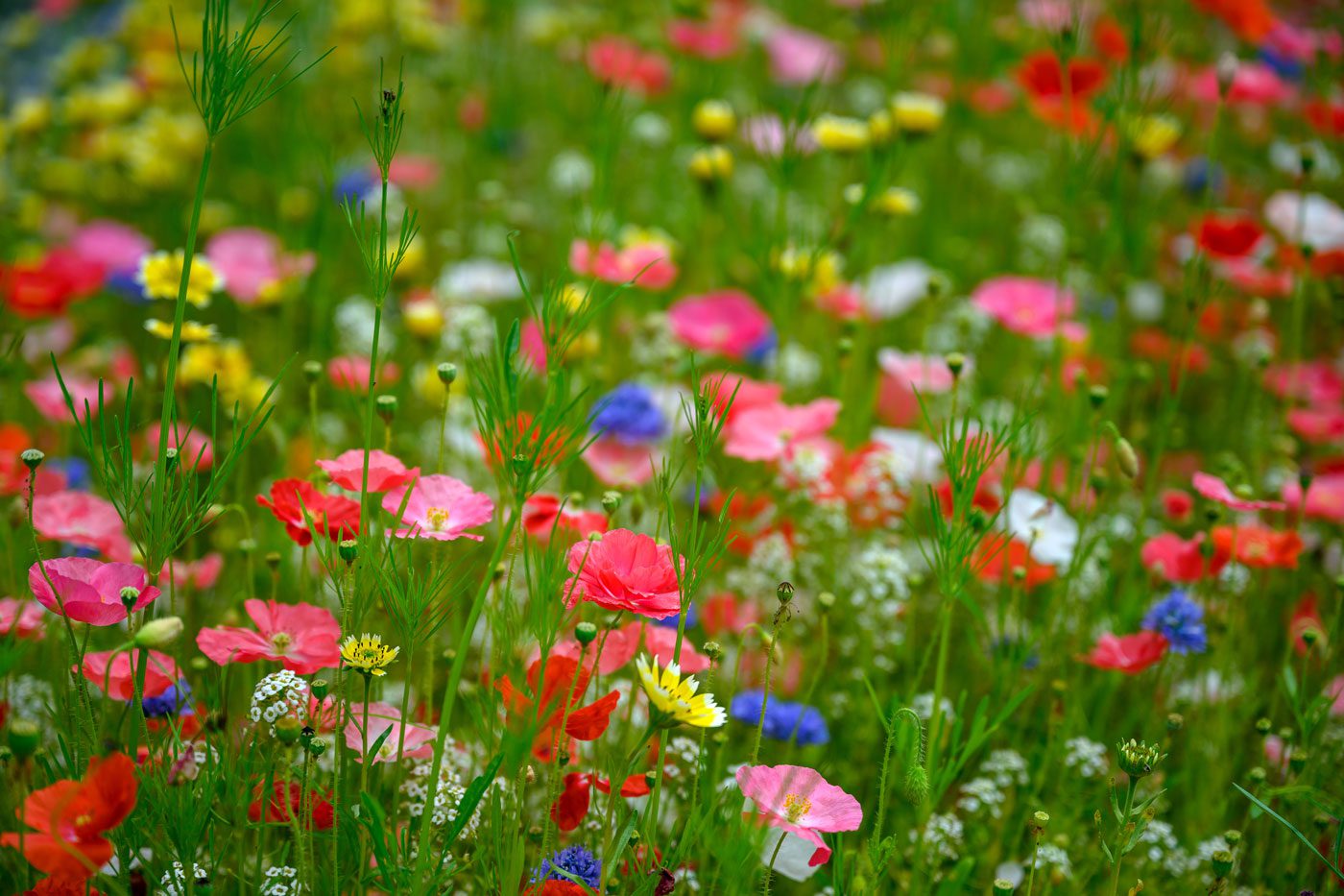 My Seven Favorite Herbs for the Allergy Season (and Asthma Too!)