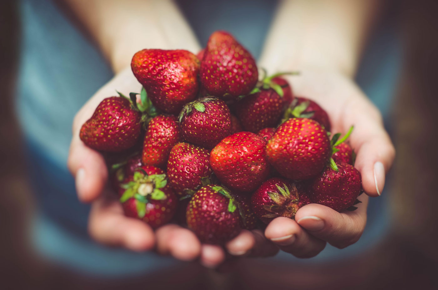 organic strawberries in hands organic strawberries in hands