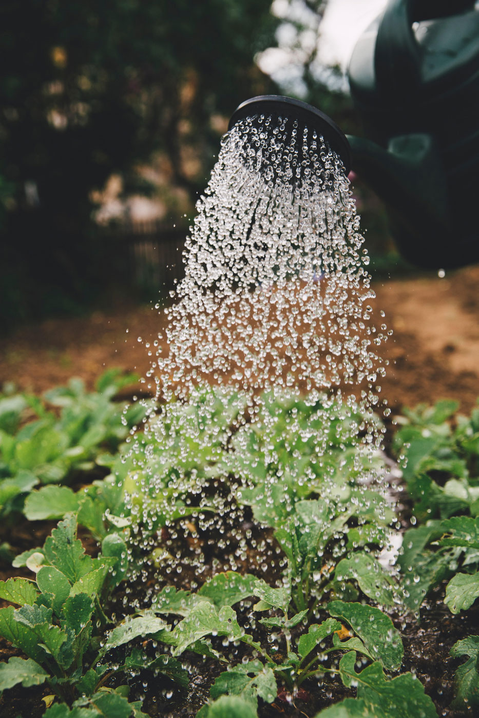 watering seedlings watering seedlings