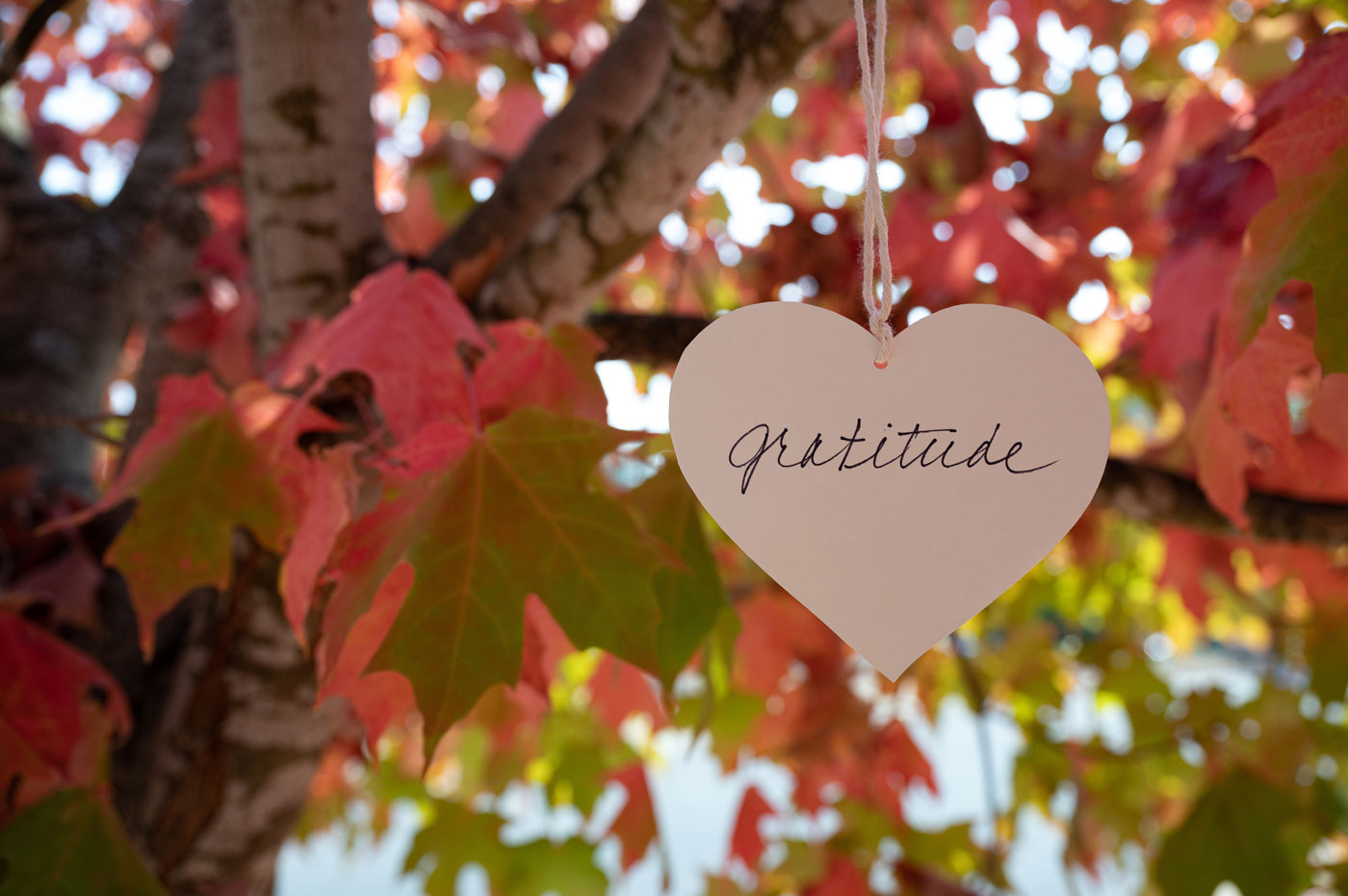 gratitude paper heart hanging on tree gratitude paper heart hanging on tree