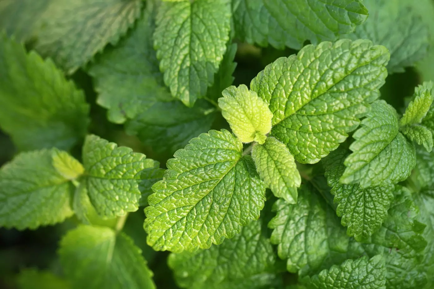 chamomile Lemon balm