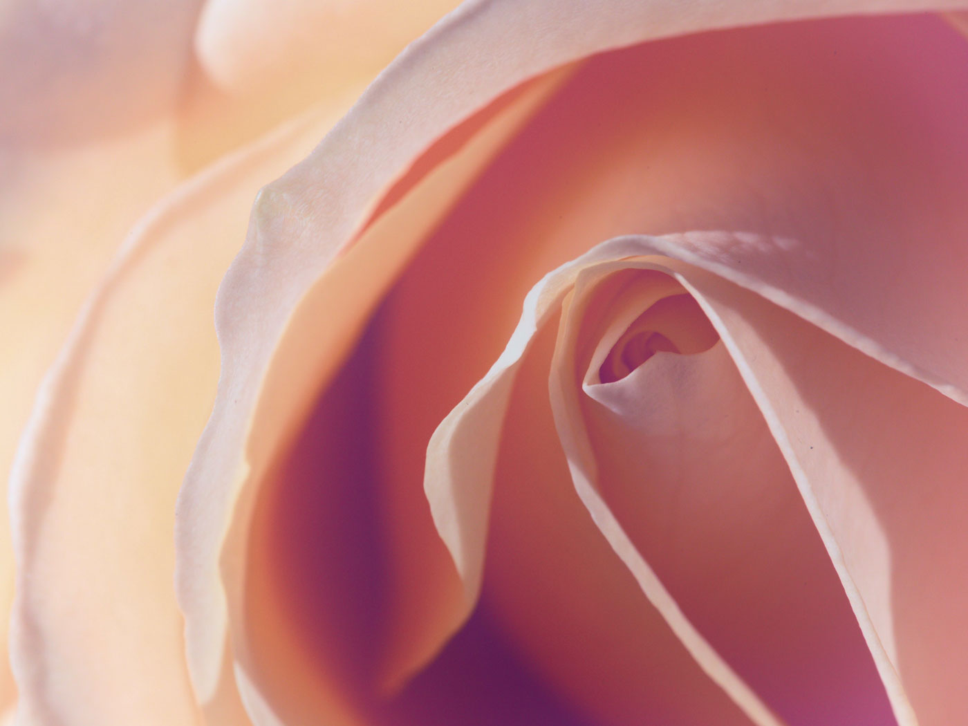 Grief and the Nature of Loss: How to Find Comfort, Hope, and Healing