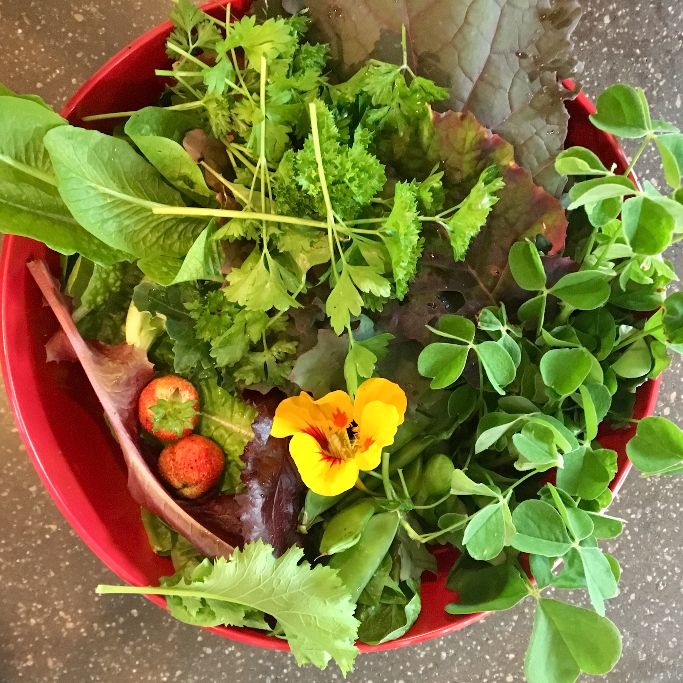 Garden Harvest