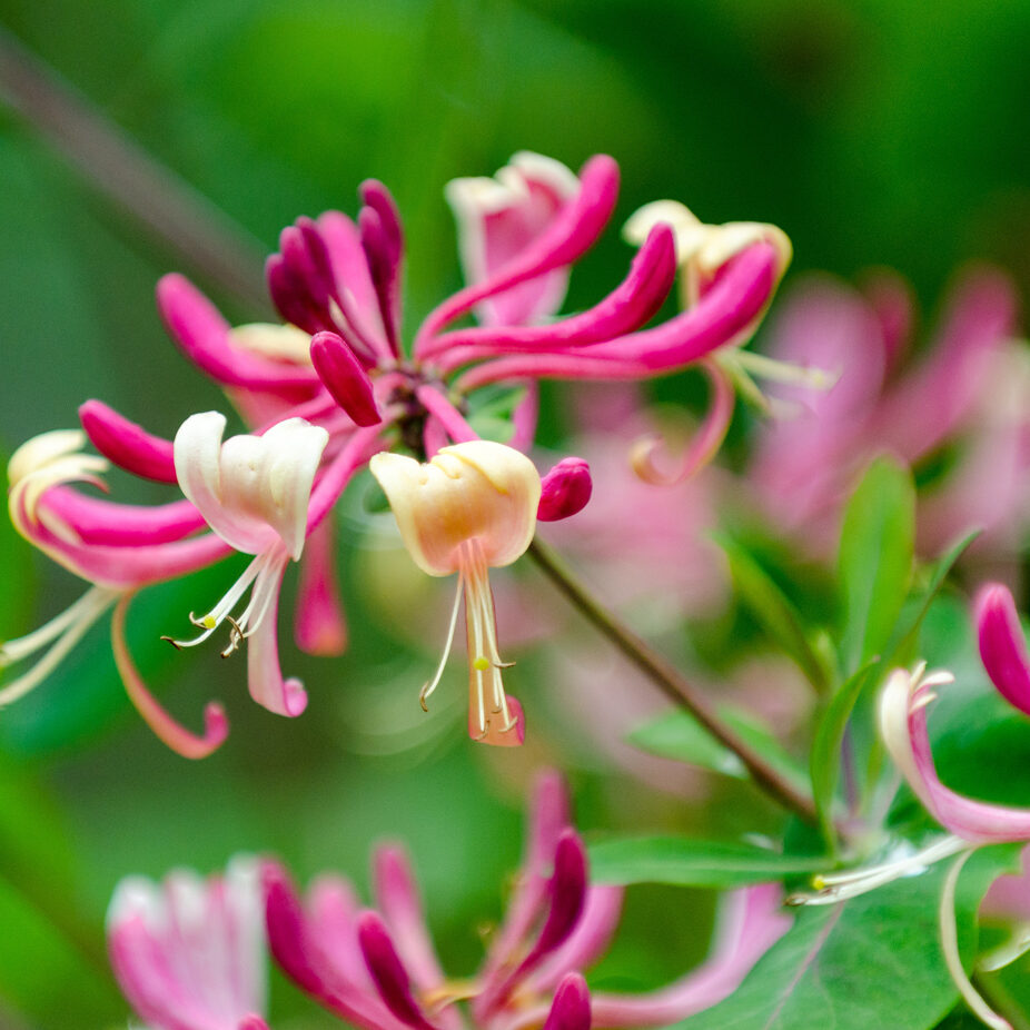 Nicoles Apothecary Bronchial Blend tincture Red Lonicera japonica or Japanese Honeysuckle