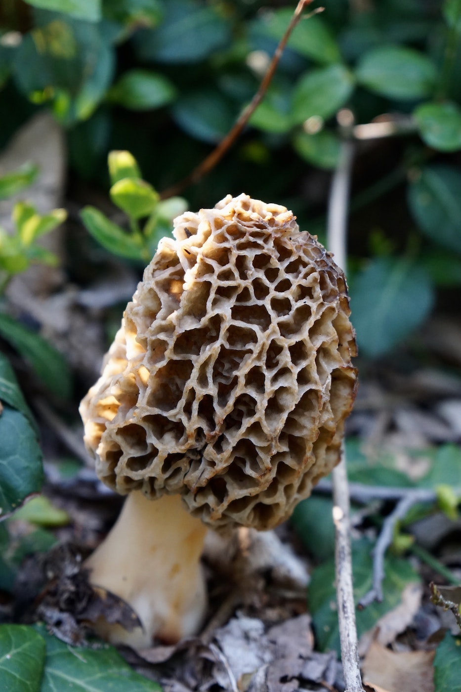 Magical Morel Mushroom Nicole Apelian's Edible Plant Focus: Cattails