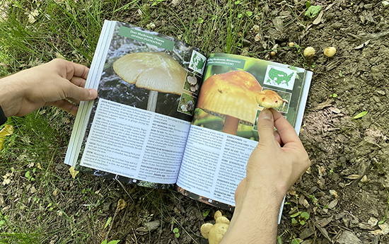 Lamb's Quarter The Foragers Guide to Wild Foods mushroom identification