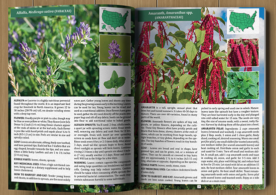 The Foragers Guide to Wild Foods plant id description and range maps The Foragers Guide to Wild Foods plant id description and range maps