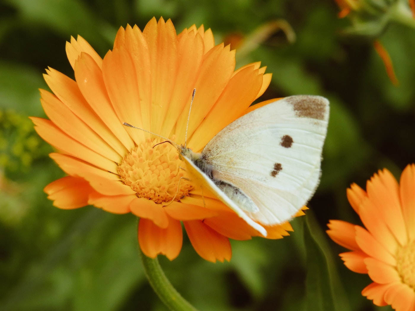 Garden Harvest calendula flower and moth