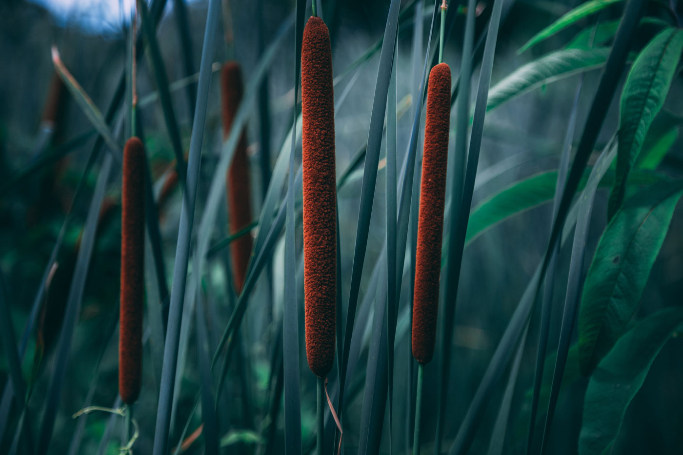 The Wild and Wonderful World of Cattails, Nature’s Plant-Based Corn Dogs