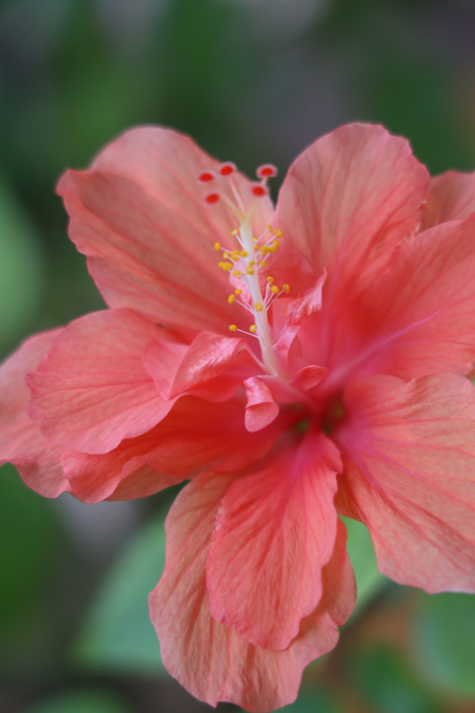 hibiscus flower hibiscus flower